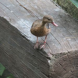 Rainforest - Bernier's Teal (Free Roaming)