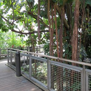 Rainforest - Tree Top Trail
