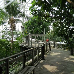 Rainforest - Tree Top Trail