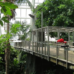 Rainforest - Tree Top Trail