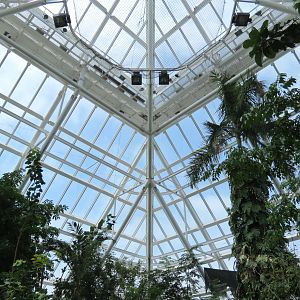 Rainforest - View From Tree Top Trail
