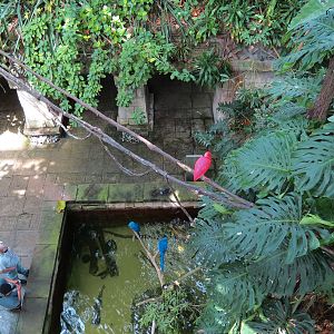 Rainforest - View of South American Pond From Tree Top Trail