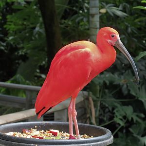 Rainforest - Scarlet Ibis (Free Roaming)