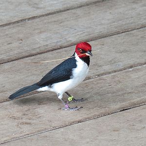 Rainforest - Red-capped Cardinal (Free Roaming)