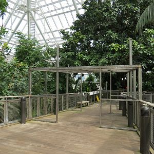 Rainforest - Tree Top Trail