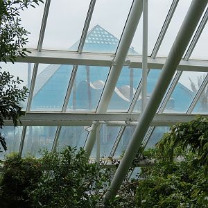Rainforest - View Of Aquarium From Tree Top Trail