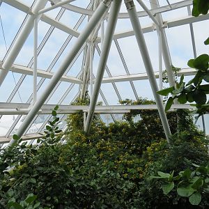 Rainforest - View From Tree Top Trail