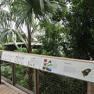 Rainforest - Tree Top Trail - Butterfly Species Signs (None On Display At Time Of Visit)