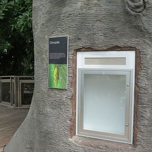 Rainforest - Tree Top Trail - Butterfly Chrysalis Exhibit (Empty)