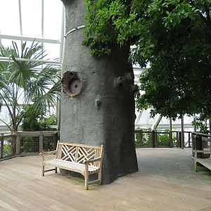 Rainforest - Tree Top Trail