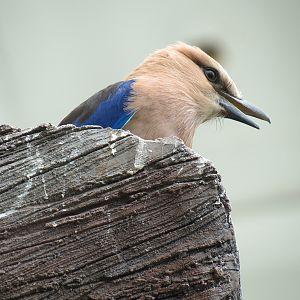 Rainforest - Blue-bellied Roller (Free Roaming)