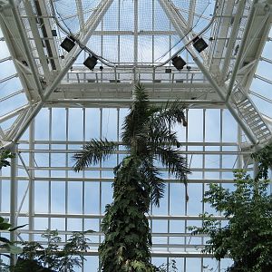 Rainforest - View From Tree Top Trail