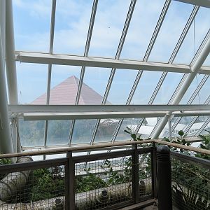 Rainforest - View From Tree Top Trail