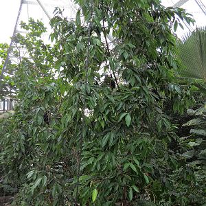 Rainforest - Rodrigues Fruit Bat and Birds Exhibit