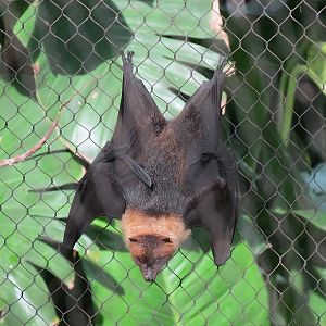 Rainforest - Rodrigues Fruit Bat and Birds Exhibit - Rodrigues Fruit Bat