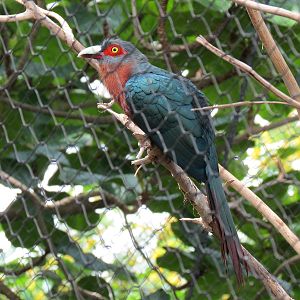 Rainforest - Rodrigues Fruit Bat and Birds Exhibit - Chestnut-breasted Malkoha