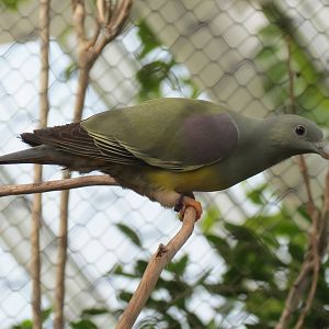 Rainforest - Rodrigues Fruit Bat and Birds Exhibit - Bruce's Green Pigeon