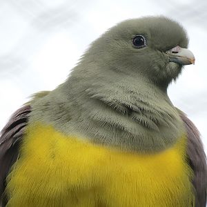 Rainforest - Rodrigues Fruit Bat and Birds Exhibit - Bruce's Green Pigeon