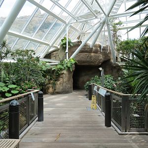 Rainforest - Tree Top Trail