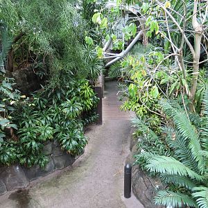 Rainforest - View From Tree Top Trail Down To Trail