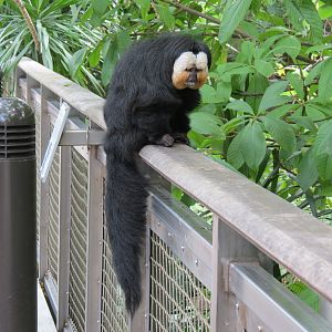 Rainforest - White-faced Saki (Free Roaming)