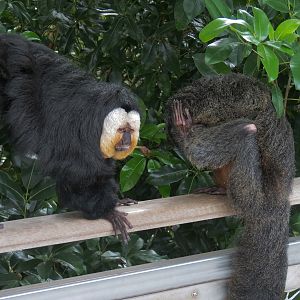 Rainforest - White-faced Saki (Free Roaming)