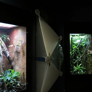 Rainforest - Two Exhibits