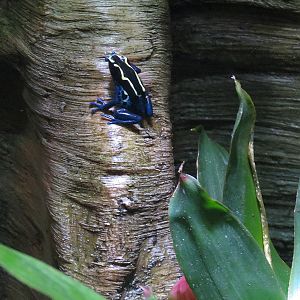 Rainforest - Poison Dart Frog Exhibit