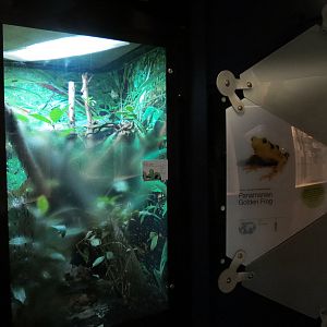 Rainforest - Bush Viper and Panamanian Golden Frog Exhibit