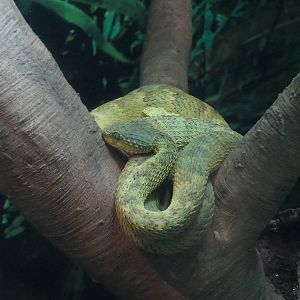 Rainforest - Bush Viper and Panamanian Golden Frog Exhibit