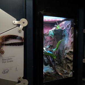 Rainforest - Mandarin Rat Snake Exhibit