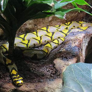 Rainforest - Mandarin Rat Snake Exhibit