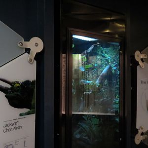 Rainforest - Veiled Chameleon Exhibit (Signed as Jackson's Chameleon)