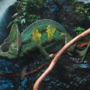 Rainforest - Veiled Chameleon Exhibit