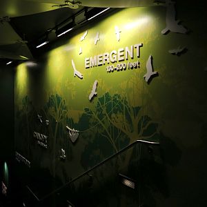 Rainforest - Stairway From Upper Level of Pyramid to Lower Level