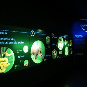 Rainforest - Nightfall Signage