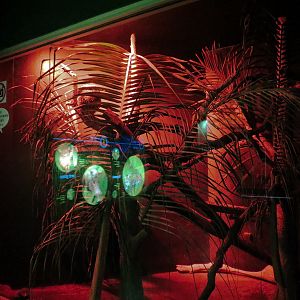 Rainforest - Prehensile-tailed Porcupine Exhibit