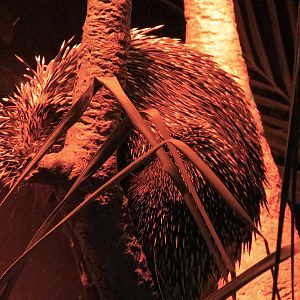 Rainforest - Prehensile-tailed Porcupine Exhibit