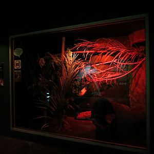 Rainforest - Pygmy Slow Loris Exhibit