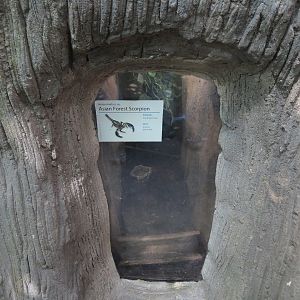 Rainforest - Asian Forest Scorpion Exhibit