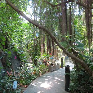 Rainforest - Trail