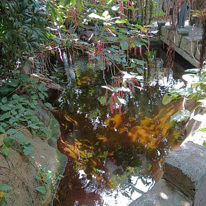 Rainforest - Small Pond Exhibit