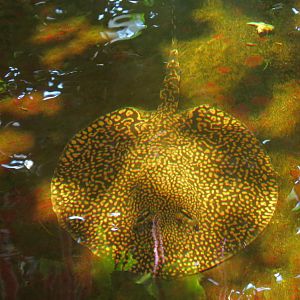 Rainforest - Small Pond Exhibit - Tiger River Stingray