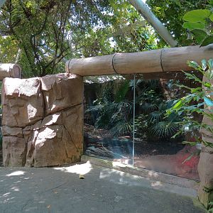 Rainforest - Komodo Dragon Exhibit