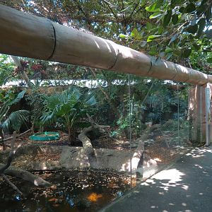 Rainforest - Komodo Dragon Exhibit