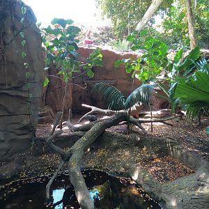Rainforest - Komodo Dragon Exhibit