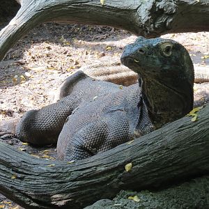 Rainforest - Komodo Dragon Exhibit