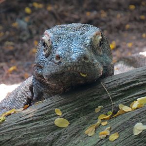 Rainforest - Komodo Dragon Exhibit