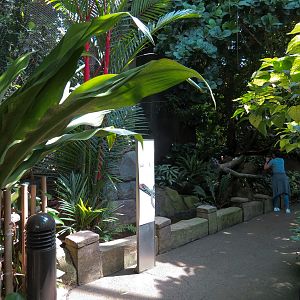 Rainforest - Trail