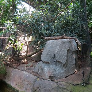 Rainforest - Caiman Lizard Exhibit